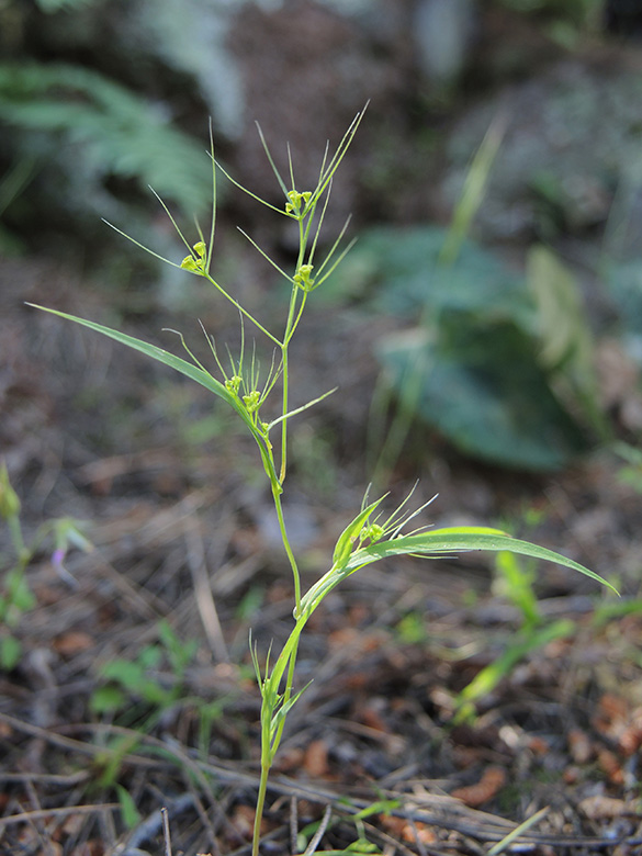 Bupleurum trichopodum
