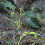 Bupleurum trichopodum