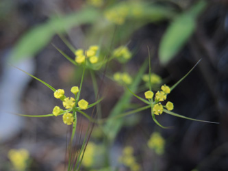 Bupleurum trichopodum