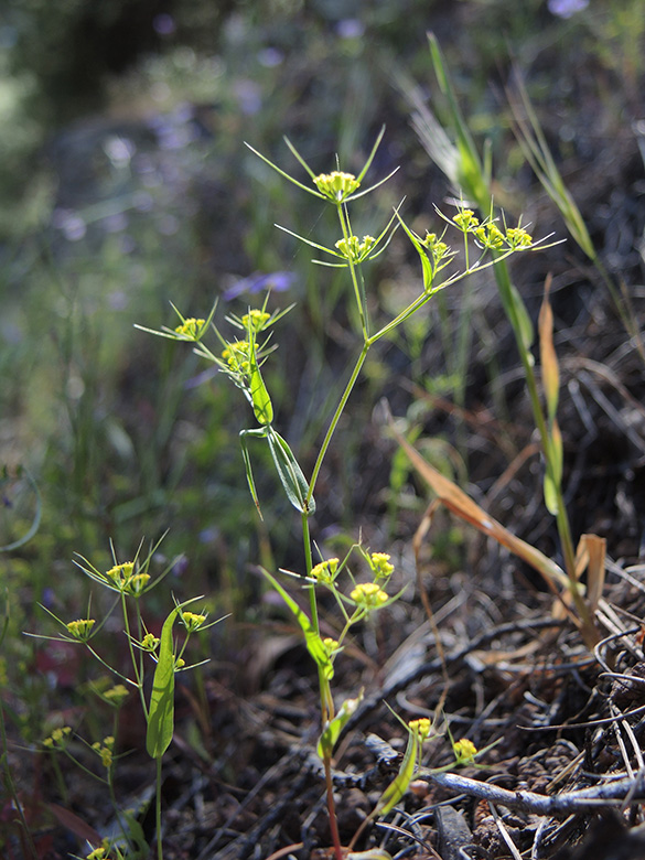 Bupleurum trichopodum