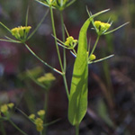 Bupleurum trichopodum