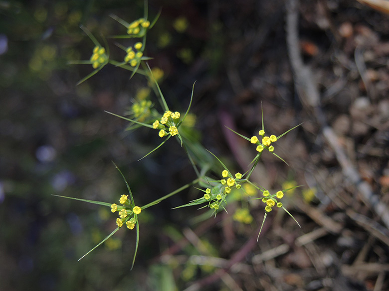 Bupleurum trichopodum