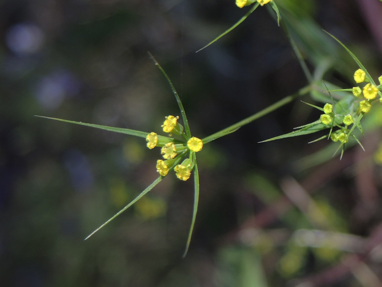 Bupleurum trichopodum
