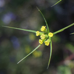 Bupleurum trichopodum