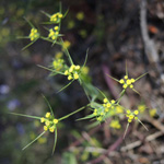 Bupleurum trichopodum