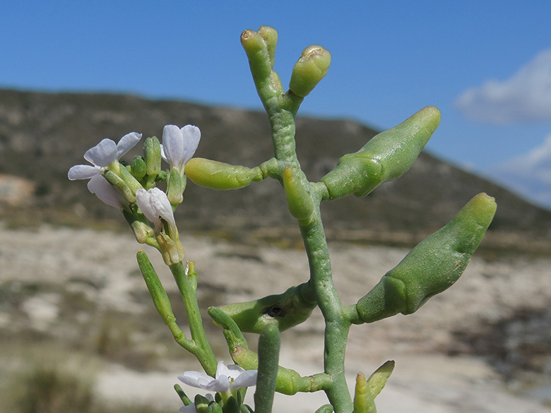 Cakile maritima