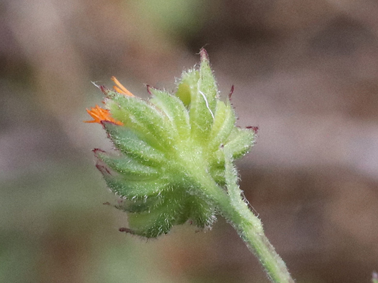 Calendula arvensis