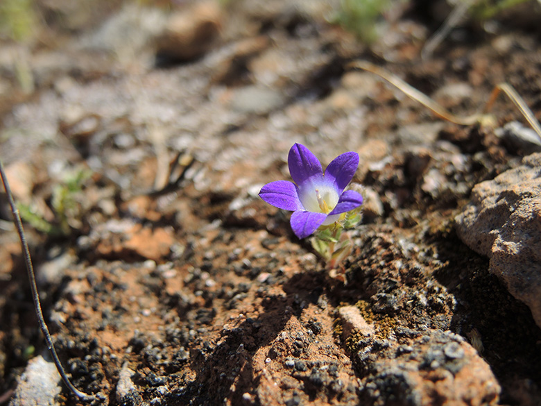Campanula drabifolia