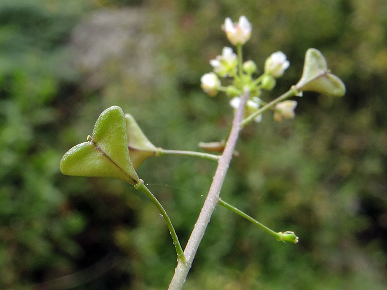 Capsella bursa-pastoris