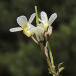 Cardamine graeca
