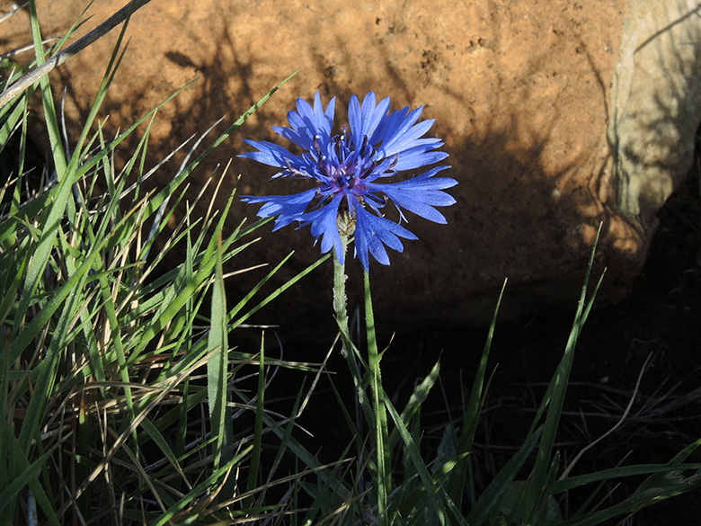 Centaurea cyanus