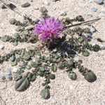 Centaurea mixta