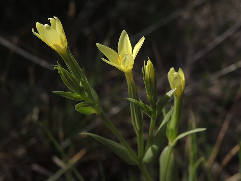 Centaurium maritimum