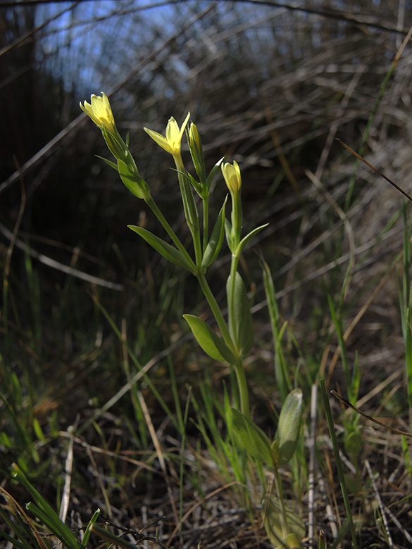 Centaurium maritimum