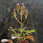 Centranthus calcitrapae