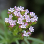 Centranthus calcitrapae