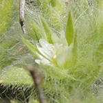 Cerastium comatum