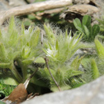 Cerastium comatum