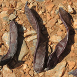 Ceratonia siliqua
