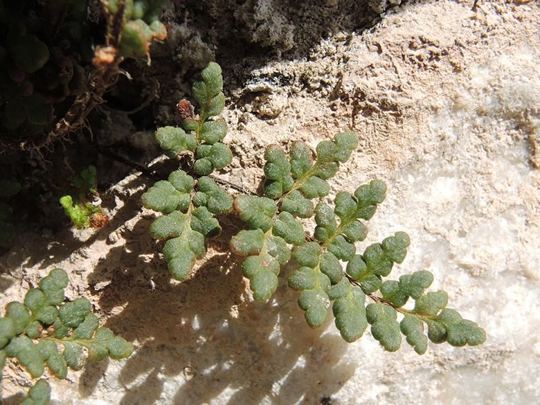 Cheilanthes acrostica