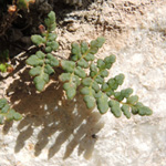 Cheilanthes acrostica