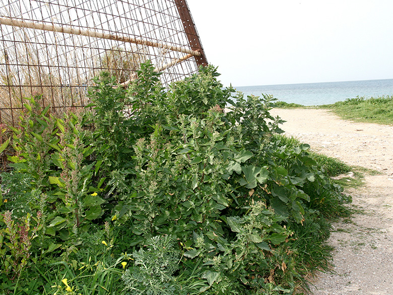 Chenopodium murale
