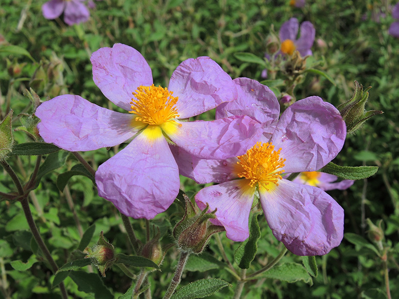 Cistus creticus
