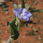 Convolvulus pentapetaloides