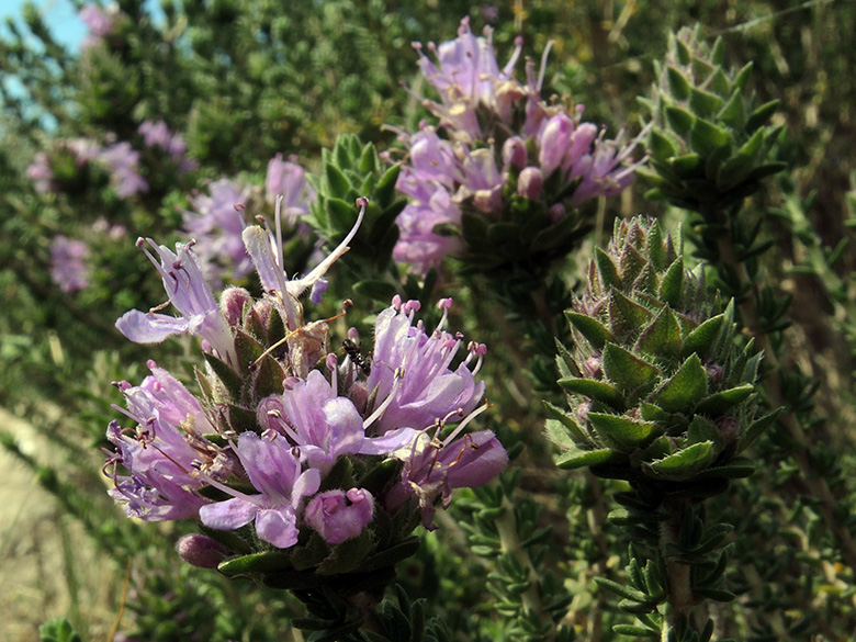 Coridothymus capitatus
