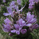 Coridothymus capitatus