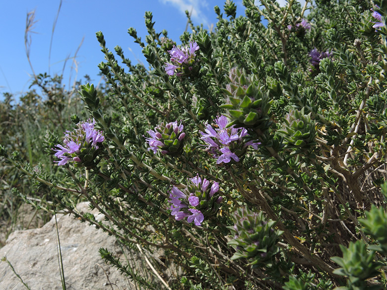 Coridothymus capitatus