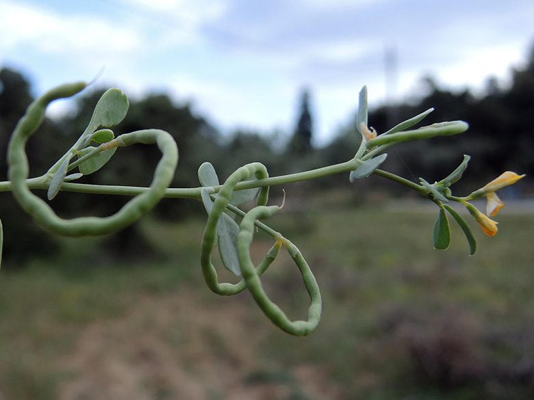 Coronilla repanda