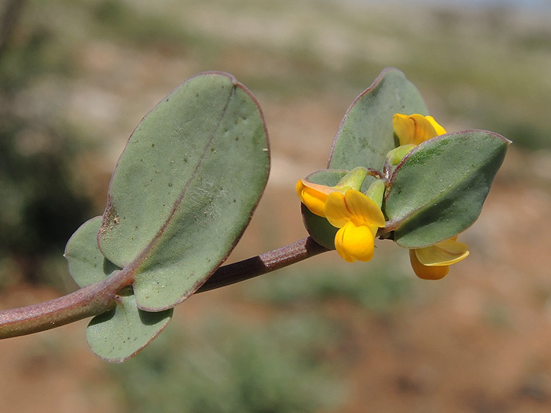 Coronilla scorpioides