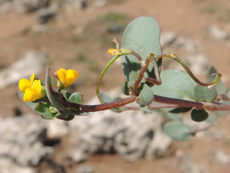 Coronilla scorpioides