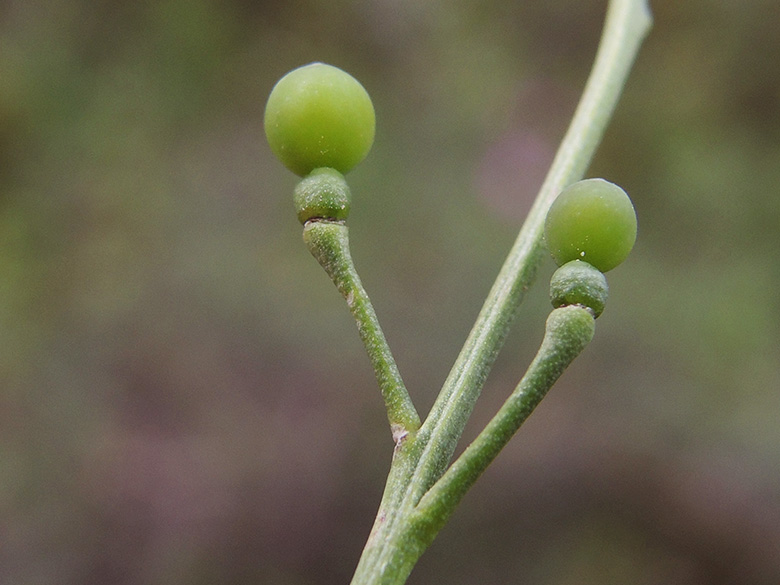Crambe hispanica