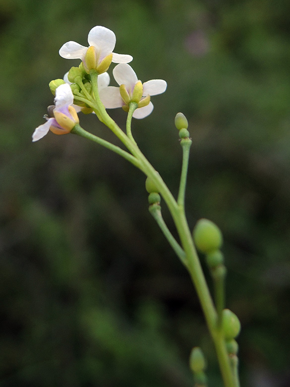 Crambe hispanica