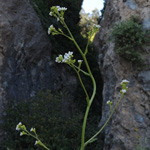 Crambe hispanica