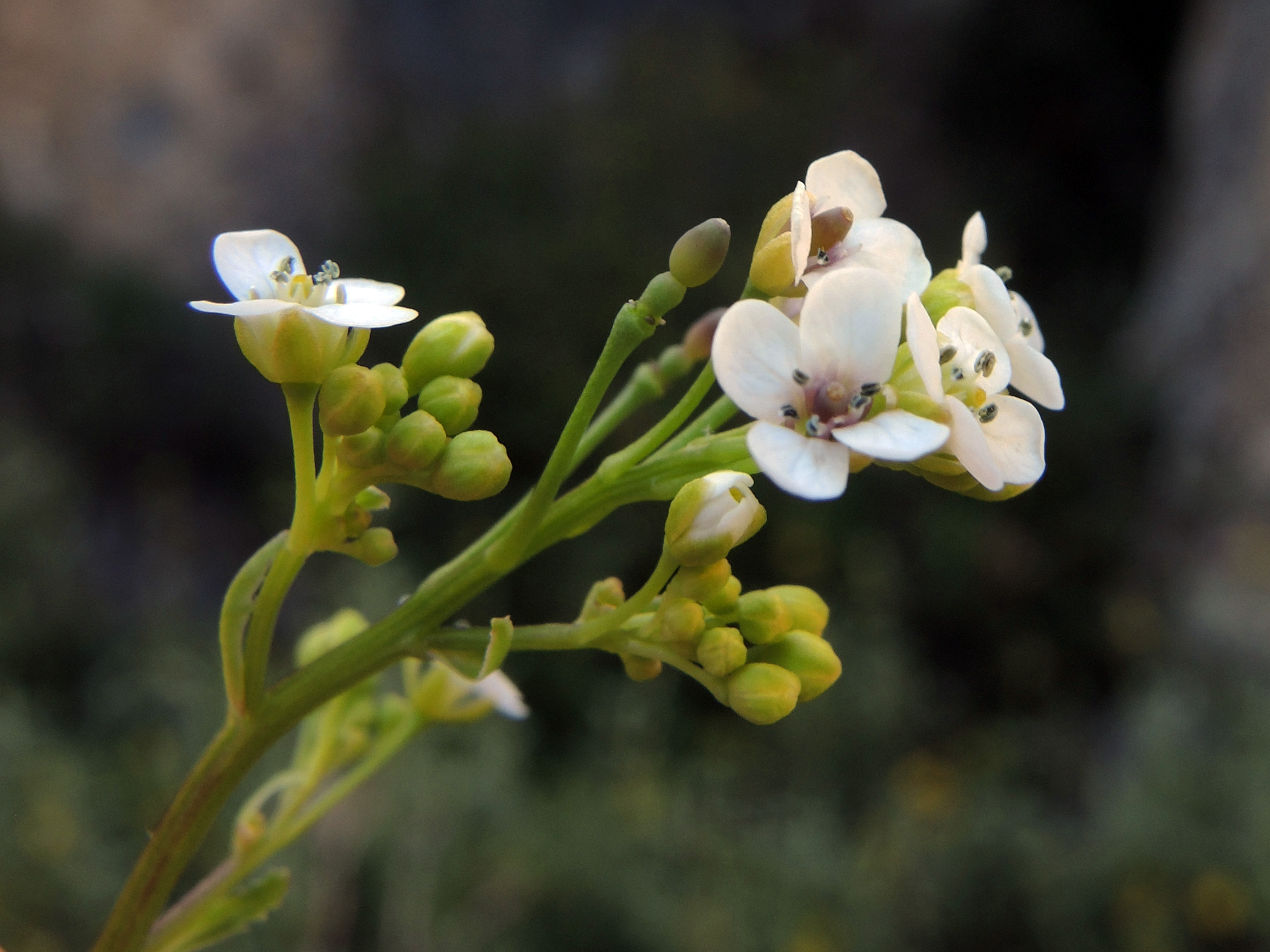 Crambe hispanica