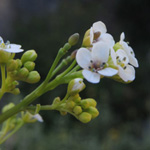 Crambe hispanica