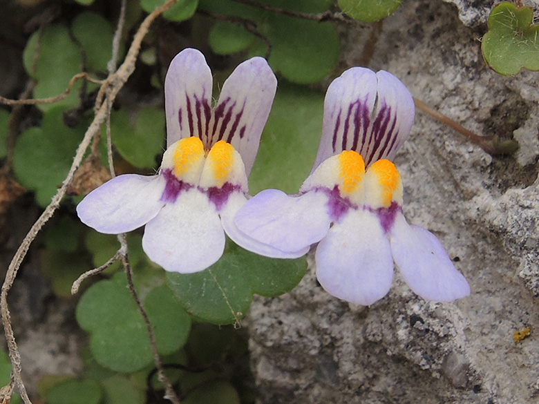 Cymbalaria microcalyx