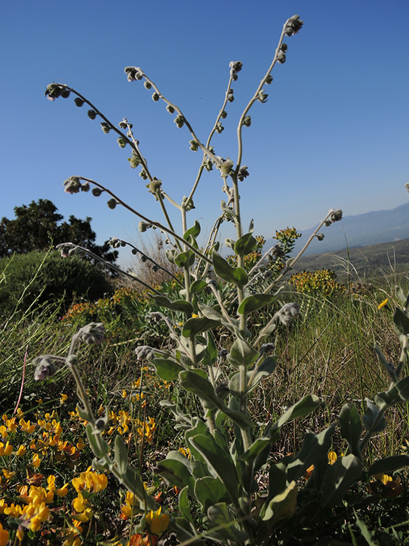 Cynoglossum columnae