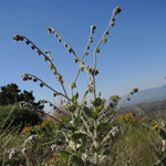 Cynoglossum columnae
