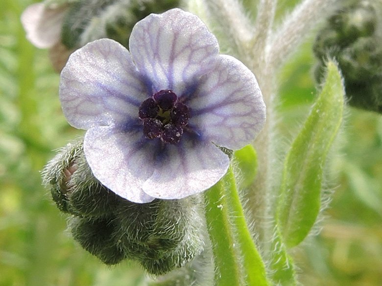 Cynoglossum creticum