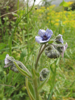 Cynoglossum creticum