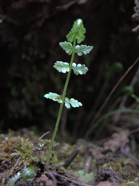 Zerbrechlicher Blasenfarn