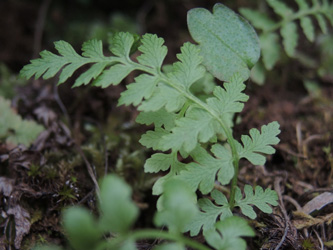 Zerbrechlicher Blasenfarn