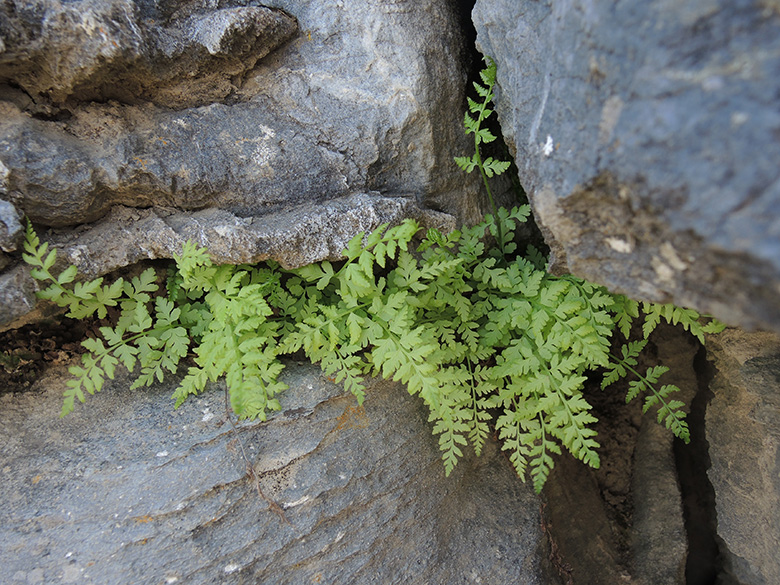 Zerbrechlicher Blasenfarn