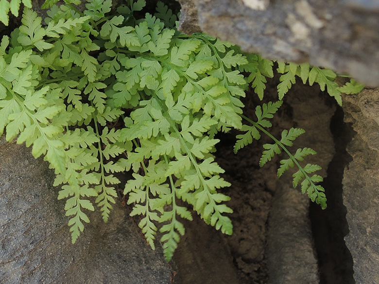 Zerbrechlicher Blasenfarn