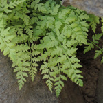 Cystopteris fragilis