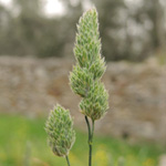 Dactylis glomerata hispanica